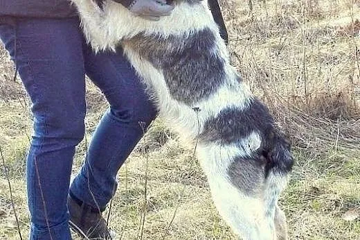 Łatek- uroczy, uległy psiak, mix sznaucerek,  mało
