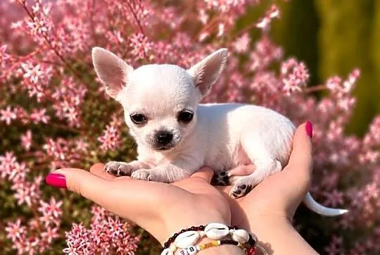 Chihuahua szczenięta FCI