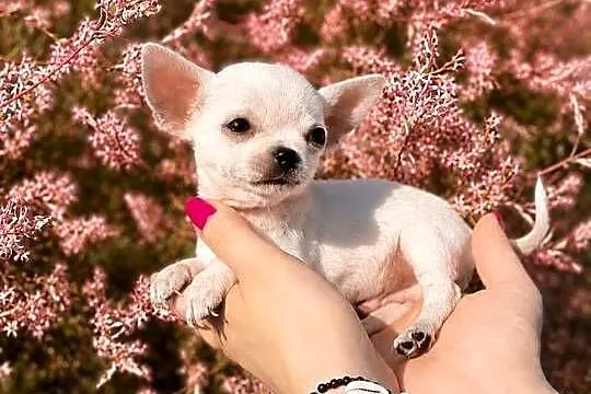 Chihuahua szczenięta FCI, Łódzkie, Bełchatów