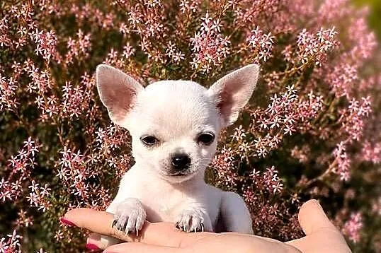Chihuahua szczenięta FCI, Łódzkie, Bełchatów