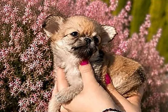 Chihuahua szczenięta FCI, Łódzkie, Bełchatów