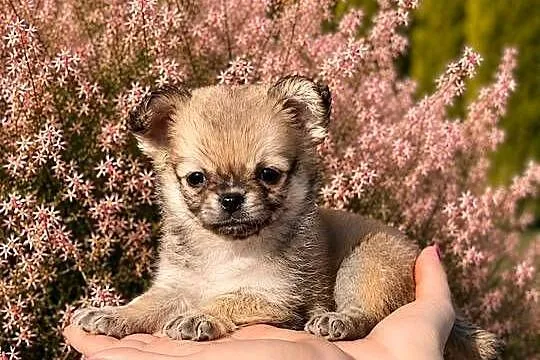 Chihuahua szczenięta FCI, Łódzkie, Bełchatów