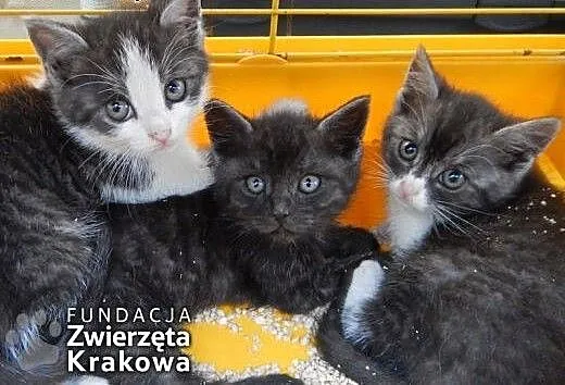 Kocia banda w grafitowych futerkach, małopolskie