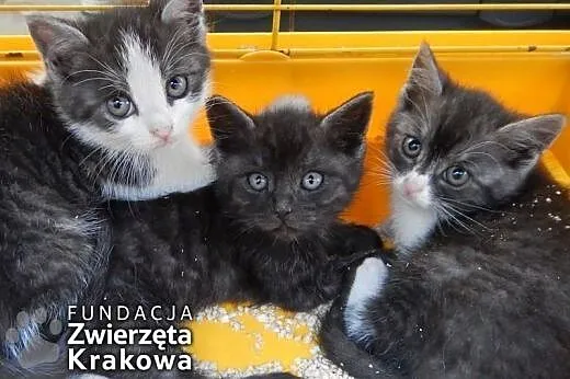 Kocia banda w grafitowych futerkach,  małopolskie 