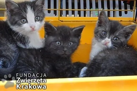 Kocia banda w grafitowych futerkach,  małopolskie 