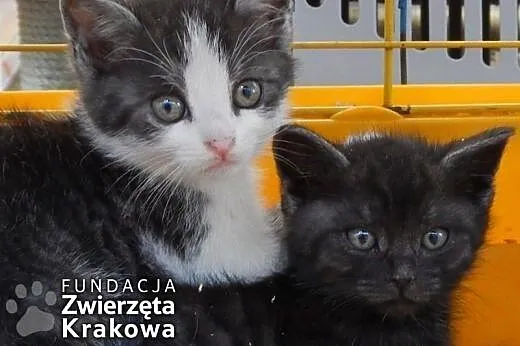 Kocia banda w grafitowych futerkach,  małopolskie 
