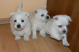 West Highland White Terrier!, Leszno