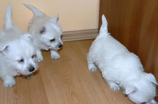 West Highland White Terrier!