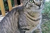 Dwa pręgowane ok. 4 miesięczne kocurki do adopcji 