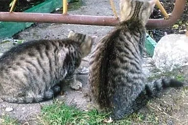 Dwa pręgowane ok. 4 miesięczne kocurki do adopcji 