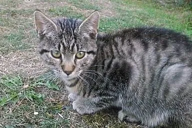 Dwa pręgowane ok. 4 miesięczne kocurki do adopcji 