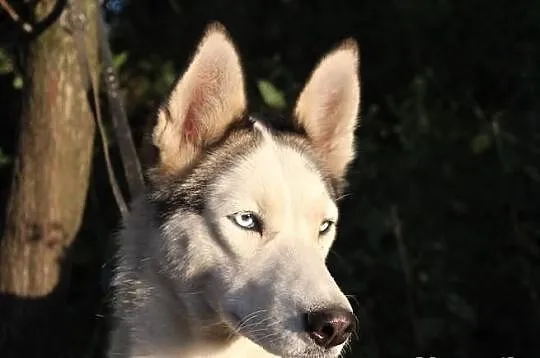 Lori - piękna suczka husky