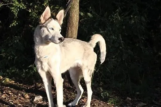 Lori - piękna suczka husky