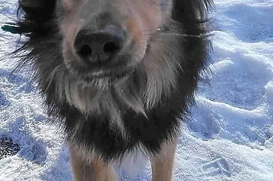 Malutki Fredi szuka domu, Śląskie, Bytom