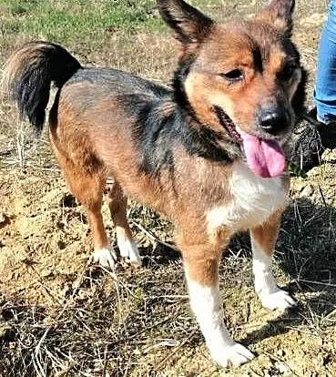 KUMPEL - 9 kg, kochany psiak szuka domu!, mazowieckie Warszawa, Mazowieckie, Warszawa