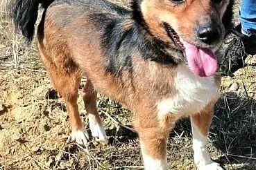 KUMPEL - 9 kg, kochany psiak szuka domu!,  mazowieckie Warszawa, Mazowieckie, Warszawa