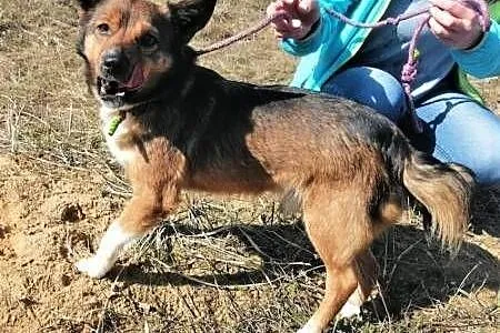 KUMPEL - 9 kg, kochany psiak szuka domu!,  mazowieckie Warszawa, Mazowieckie, Warszawa