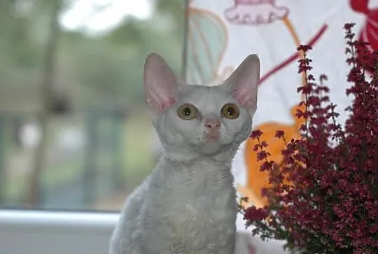 Biała pomarańczowooka koteczka
