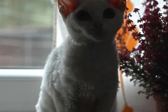 Biała pomarańczowooka koteczka