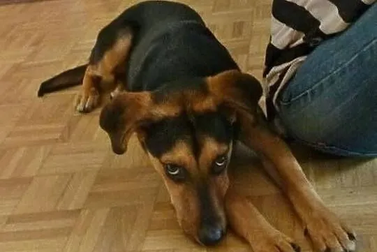 Zosia półroczna sunia do adopcji