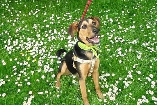 Zosia półroczna sunia do adopcji