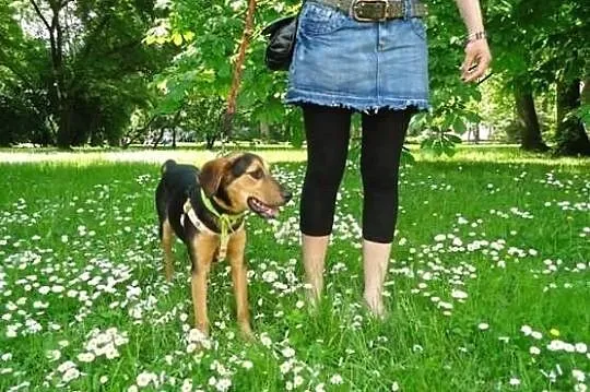 Zosia półroczna sunia do adopcji