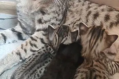 Savannah F5