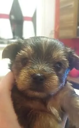 2 yorkshire terrier
