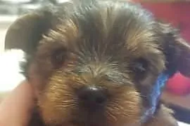 2 yorkshire terrier