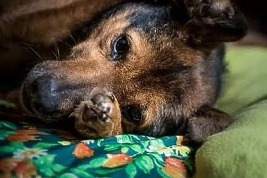 WALIK - słodki i kochany, będzie Ci już na zawsze oddany :), Mazowieckie, Warszawa