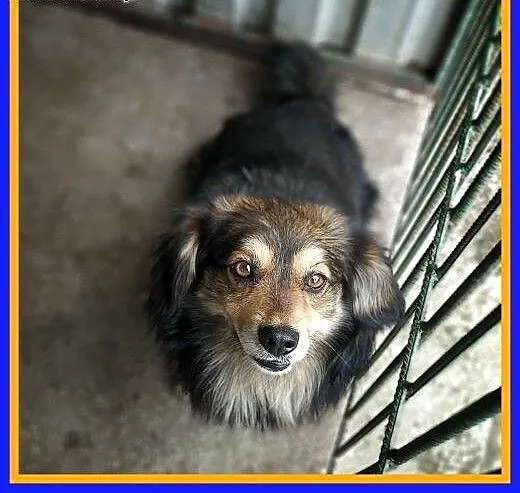 10kg 2 lata,łagodny,długowłosy,kastrowany, DUDUŚ.Adopcja, łódzkie Łódź, Łódzkie, Łódź