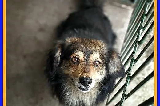 10kg 2 lata,łagodny,długowłosy,kastrowany, DUDUŚ.Adopcja,  łódzkie Łódź, Łódzkie, Łódź