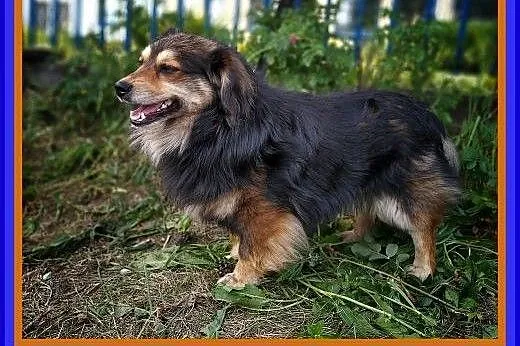 10kg 2 lata,łagodny,długowłosy,kastrowany, DUDUŚ.Adopcja,  łódzkie Łódź, Łódzkie, Łódź