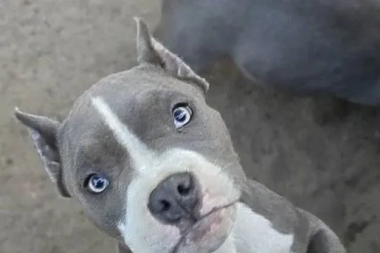 American bully