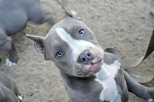 American bully, Wielkopolskie, Opalenica