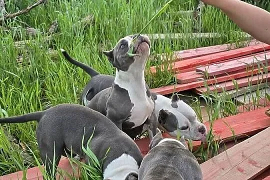 American bully, Wielkopolskie, Opalenica