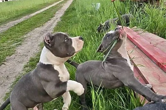 American bully, Wielkopolskie, Opalenica