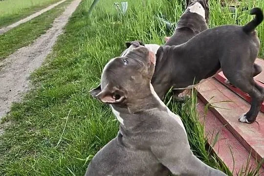American bully, Wielkopolskie, Opalenica