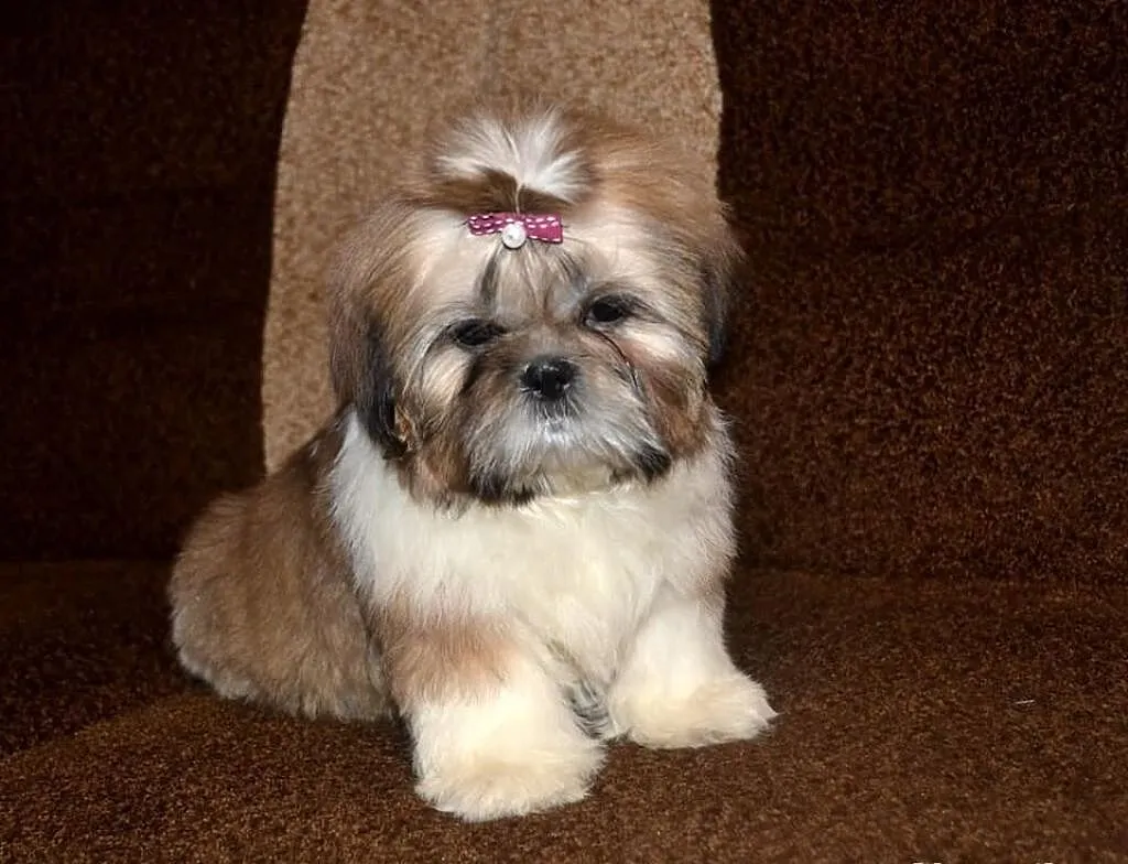Śliczna trzymiesięczna słodka sunia Shih tzu.