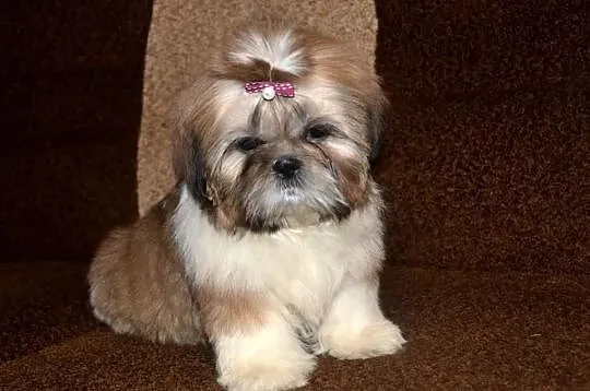 Śliczna trzymiesięczna słodka sunia Shih tzu.
