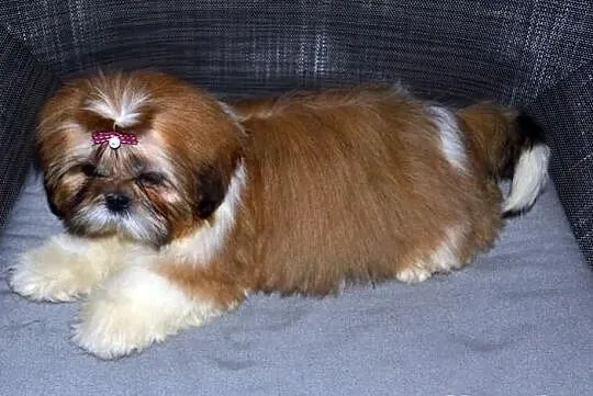 Śliczna trzymiesięczna słodka sunia Shih tzu.