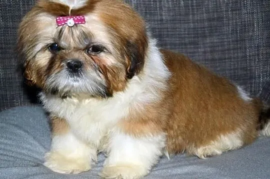 Śliczna trzymiesięczna słodka sunia Shih tzu.