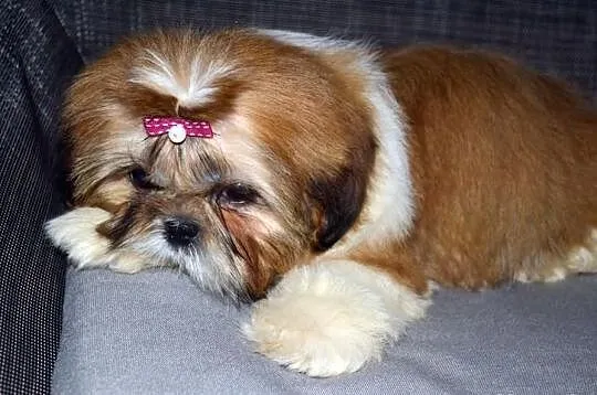 Śliczna trzymiesięczna słodka sunia Shih tzu.