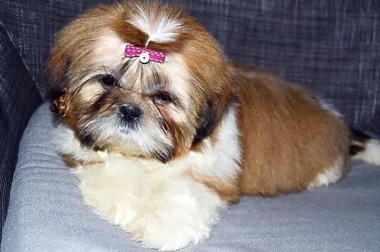 Śliczna trzymiesięczna słodka sunia Shih tzu.