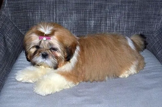 Śliczna trzymiesięczna słodka sunia Shih tzu.