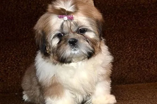 Śliczna trzymiesięczna słodka sunia Shih tzu.