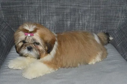 Śliczna trzymiesięczna słodka sunia Shih tzu.