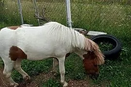 Kucyk