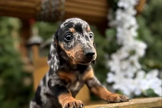 Cudowny! Piesek jamnik miniaturowy blue merle z rodowodem