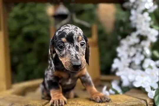 Cudowny! Piesek jamnik miniaturowy blue merle z rodowodem, Małopolskie, Kraków